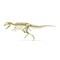 3D Rendering Of A Giganotosaurus Dinosaur Skeleton Poster Print